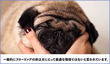 一般的にフローリングの床は犬にとって最適な環境ではないと言われています。